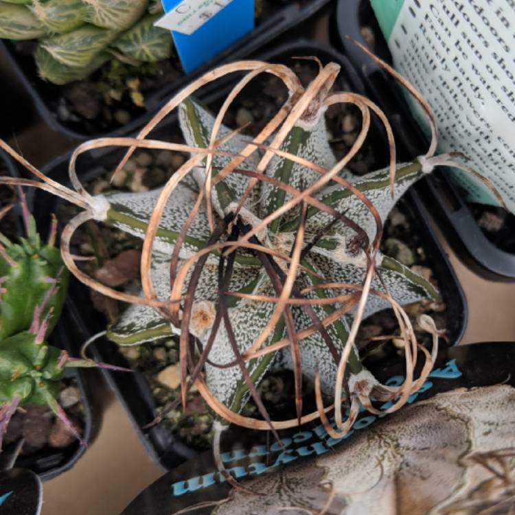 Plant image Astrophytum capricorne