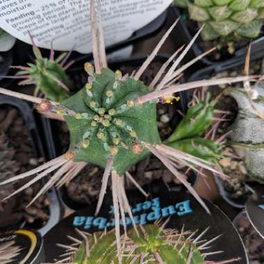 Euphorbia ferox