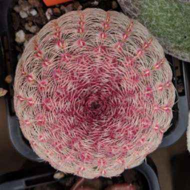 Echinocereus pectinatus rubispinus