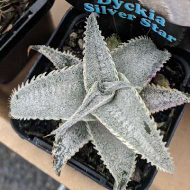 Dyckia