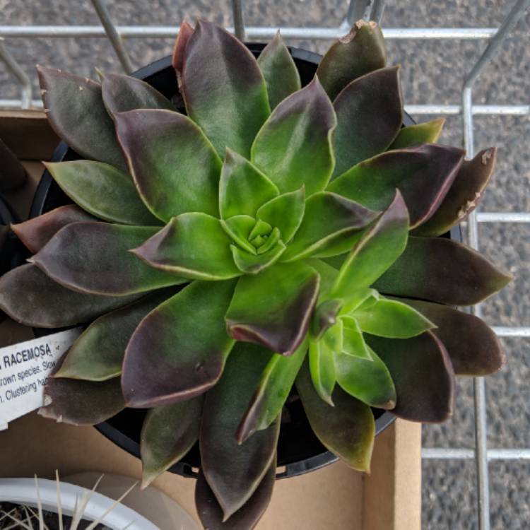 Plant image Echeveria Racemosa fa. Ballad