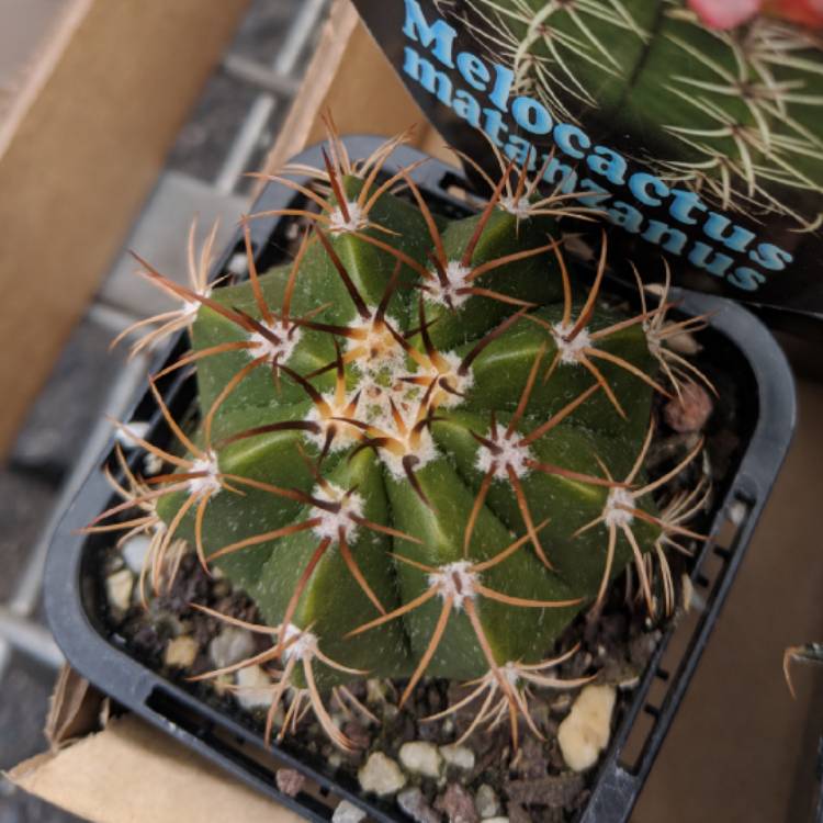 Plant image Melocactus matanzanus
