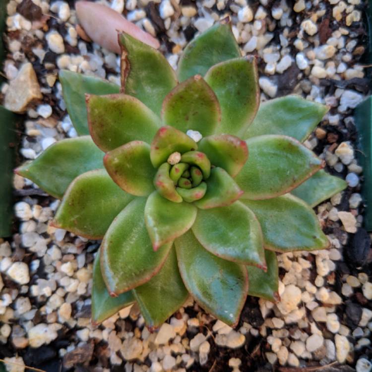 plant image 800362 plant image 800362