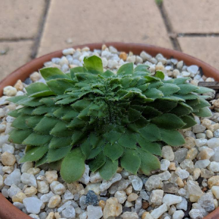 plant image 800370 plant image 800370