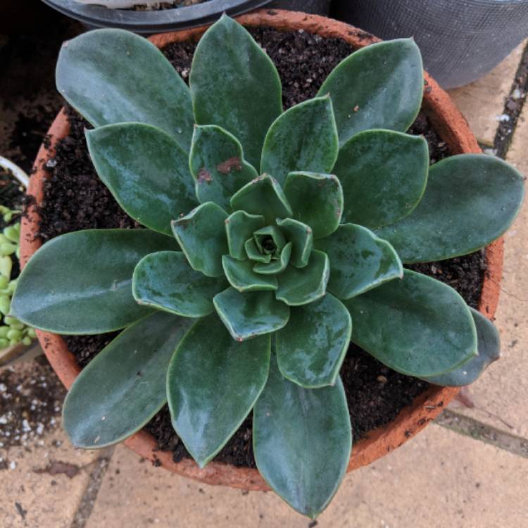plant image 800433