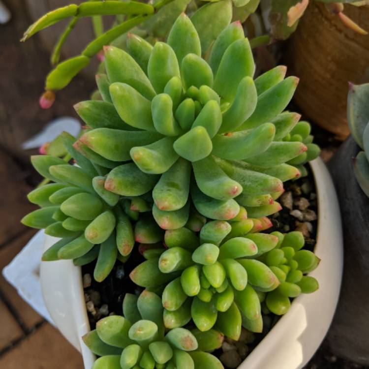Plant image xSedeveria Hummelii