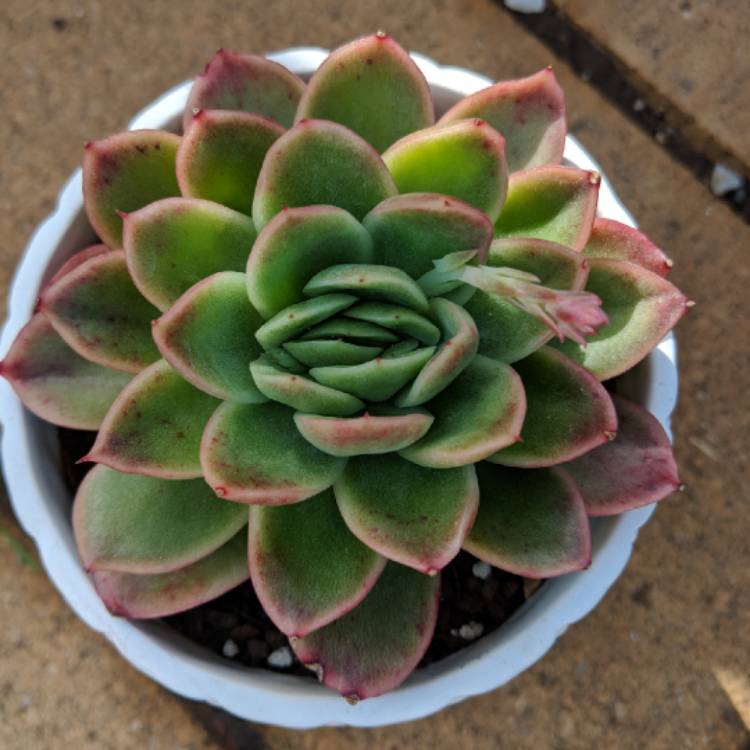 Plant image Echeveria Gilva