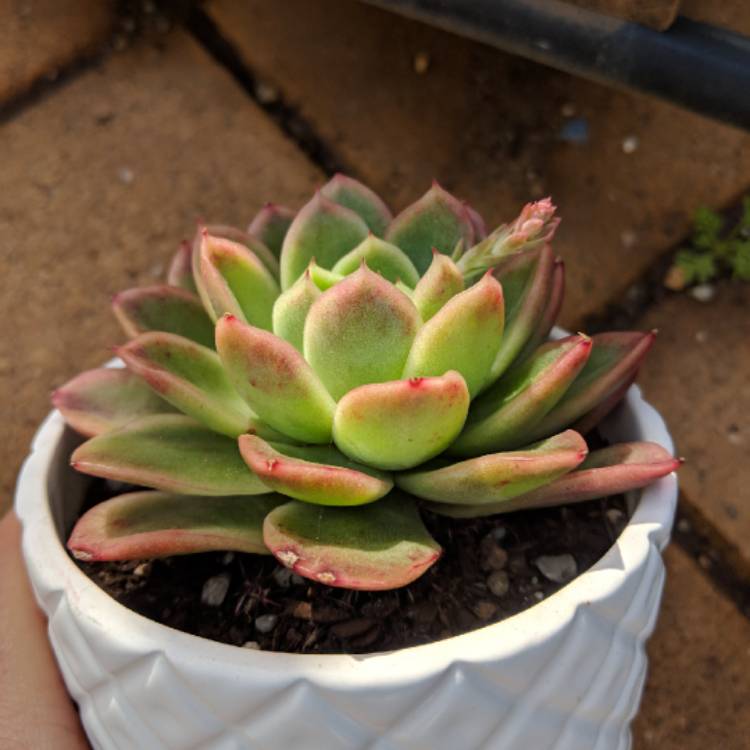 Plant image Echeveria Gilva