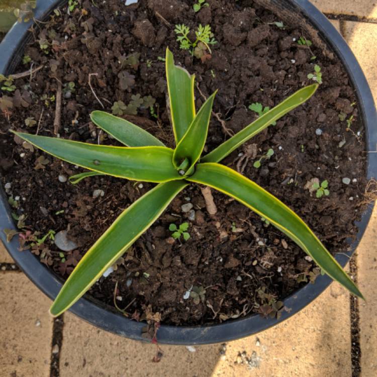 Plant image Agave desmettiana 'El Miradores Gold'