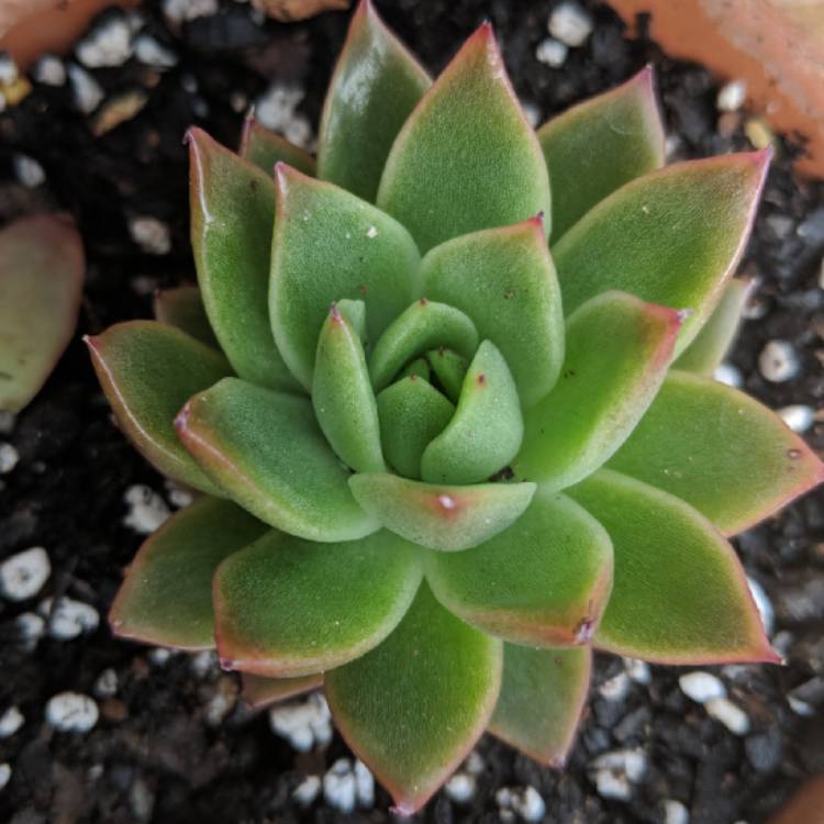 Plant image Echeveria Agavoides Pioneer