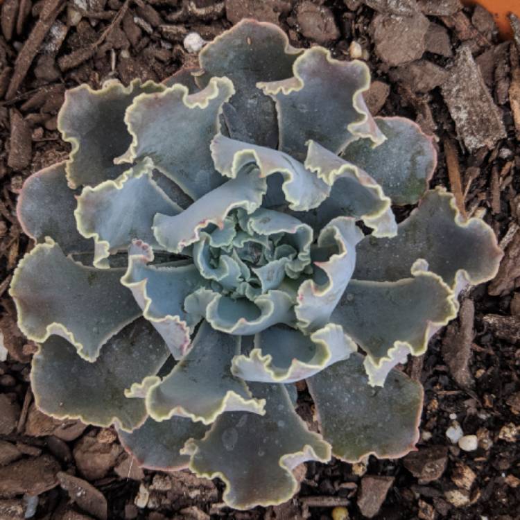 plant image 833276