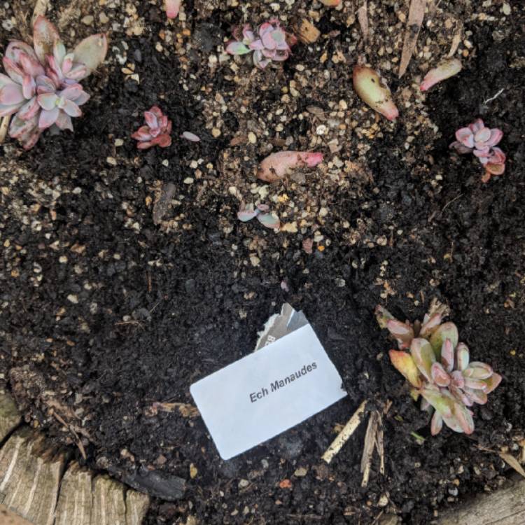 plant image 833298 plant image 833298