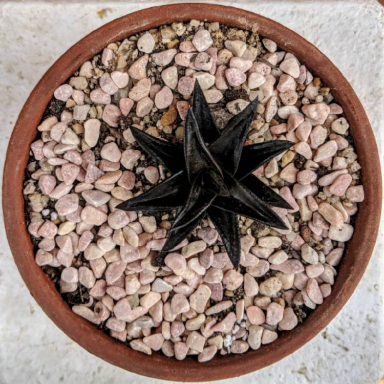 plant image 838473