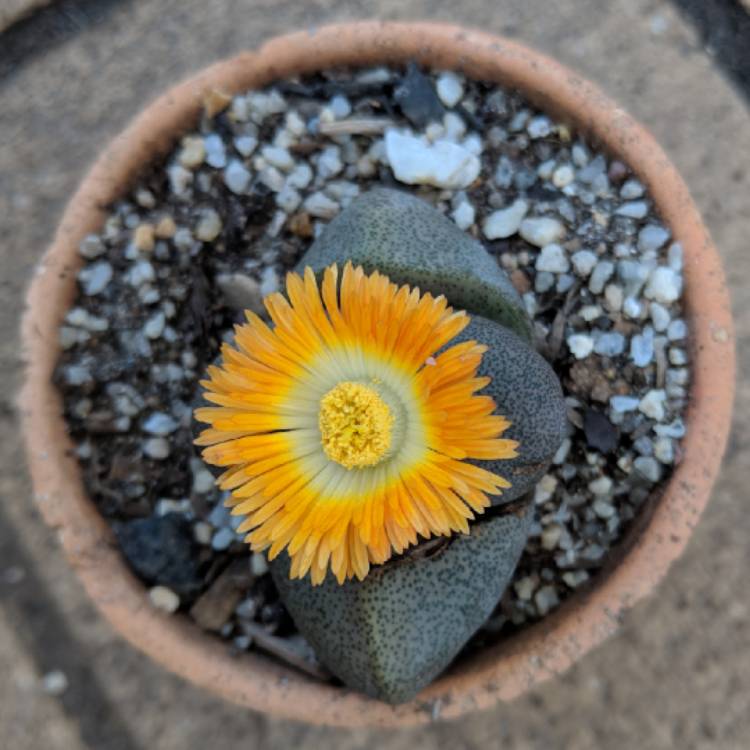 plant image 844819