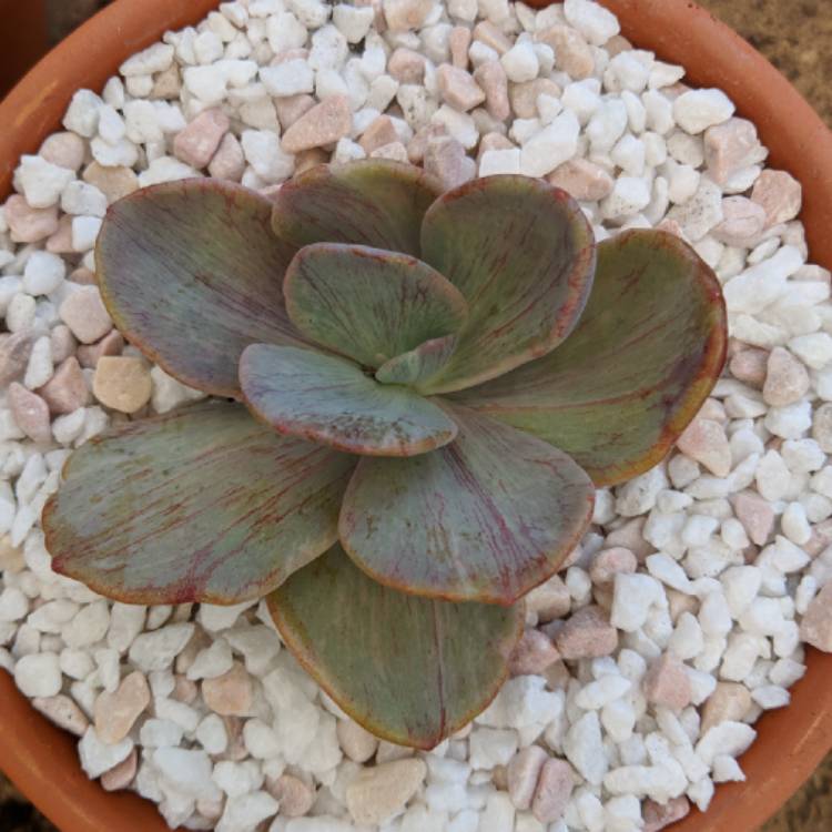 Plant image x Pachyveria Jocelyn's Joy