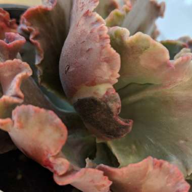Echeveria Fantastic
