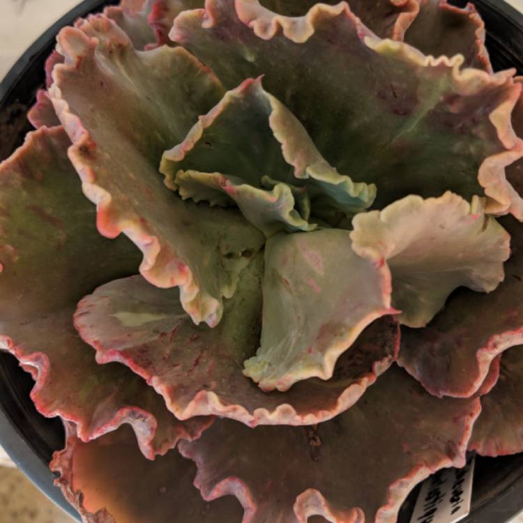plant image 844839