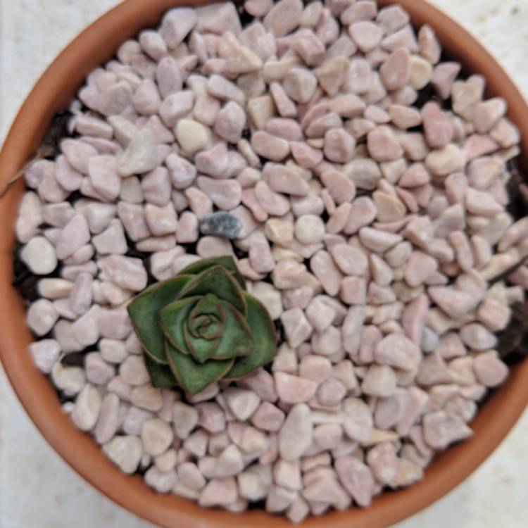Plant image Crassula Perforata 'Giant Box'