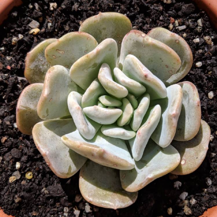 plant image 848757 plant image 848757