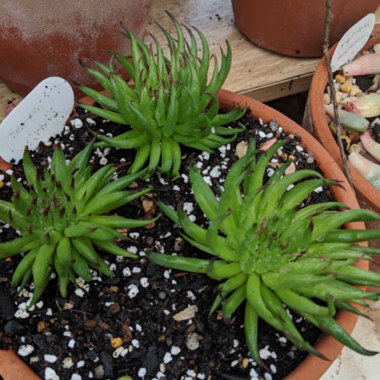 plant image 851823