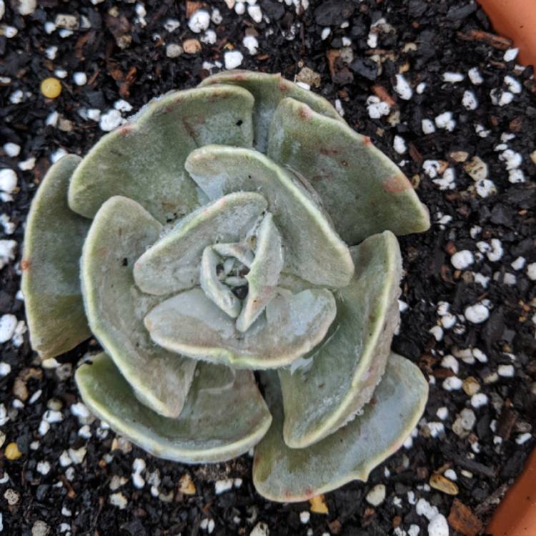 plant image 851839 plant image 851839
