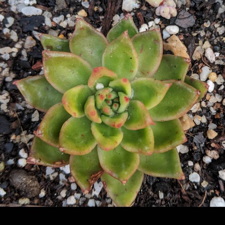 plant image 851881 plant image 851881