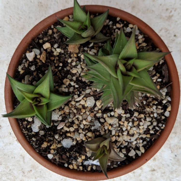 plant image 852446