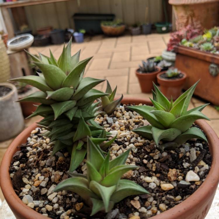 plant image 852447