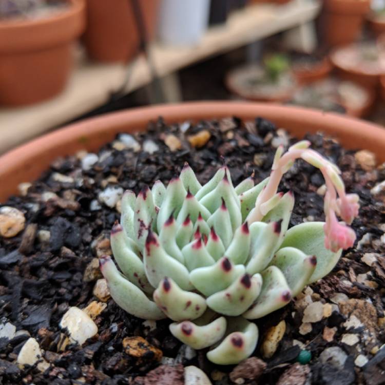 plant image 852504 plant image 852504