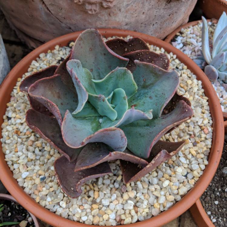 Plant image Echeveria Brilliant