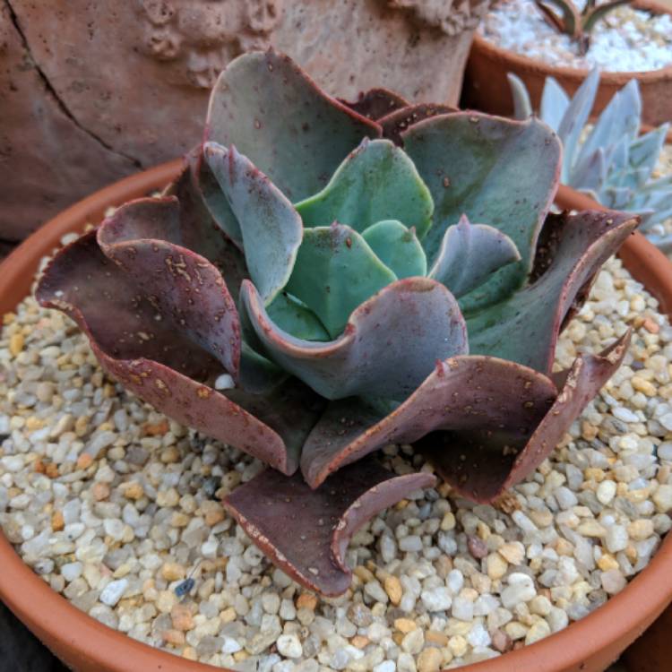 Plant image Echeveria Brilliant
