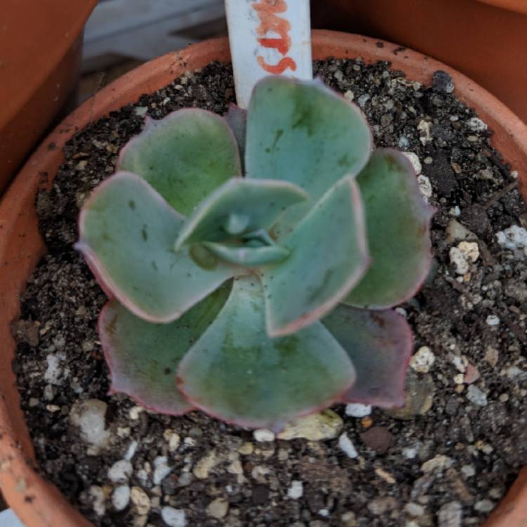 Plant image Echeveria Heart's Delight