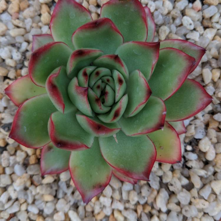 plant image 865102 plant image 865102
