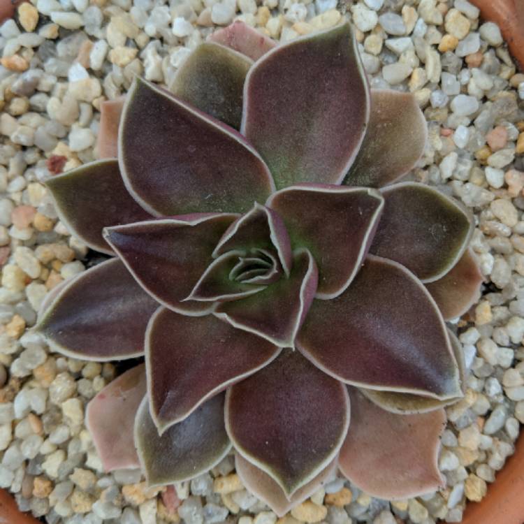 plant image 865103