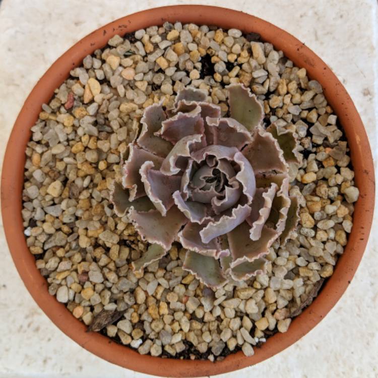 plant image 868691