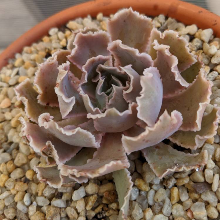 Plant image Echeveria Shaviana Pink Frills