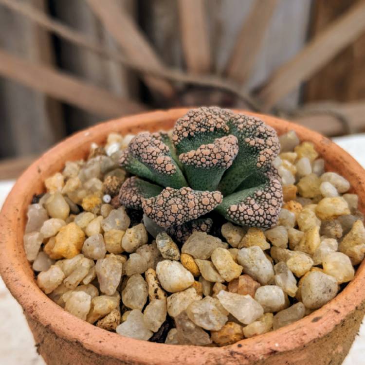 Plant image Titanopsis Calcarea (Living Jewel)