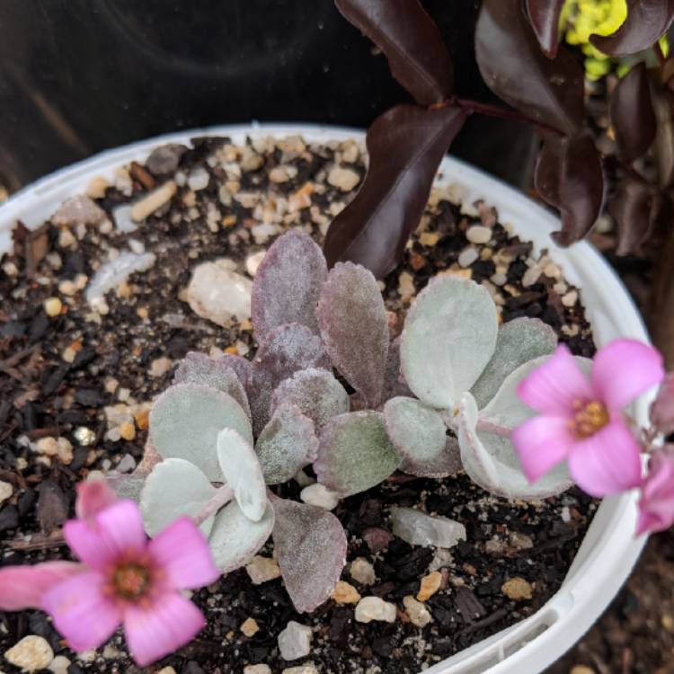 Plant image Kalanchoe Pumila