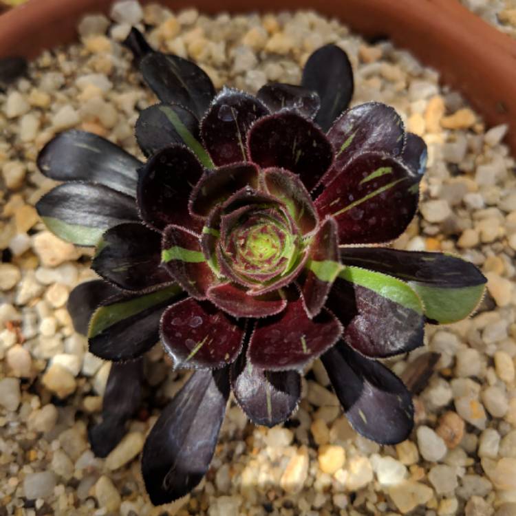 plant image 890570