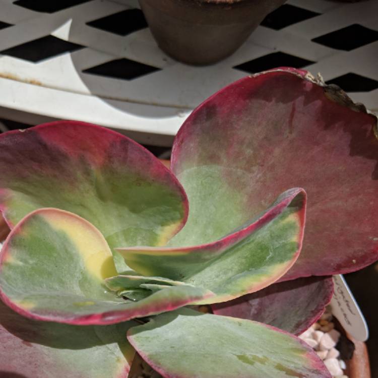 plant image 890578 plant image 890578