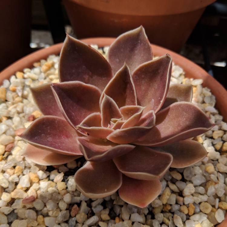 plant image 890602