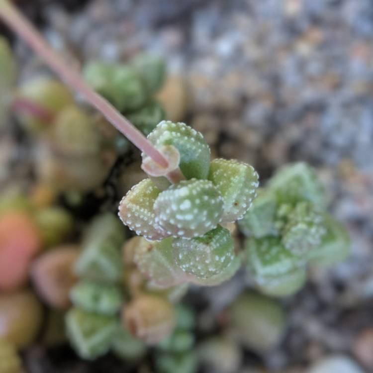 Plant image Crassula elegans