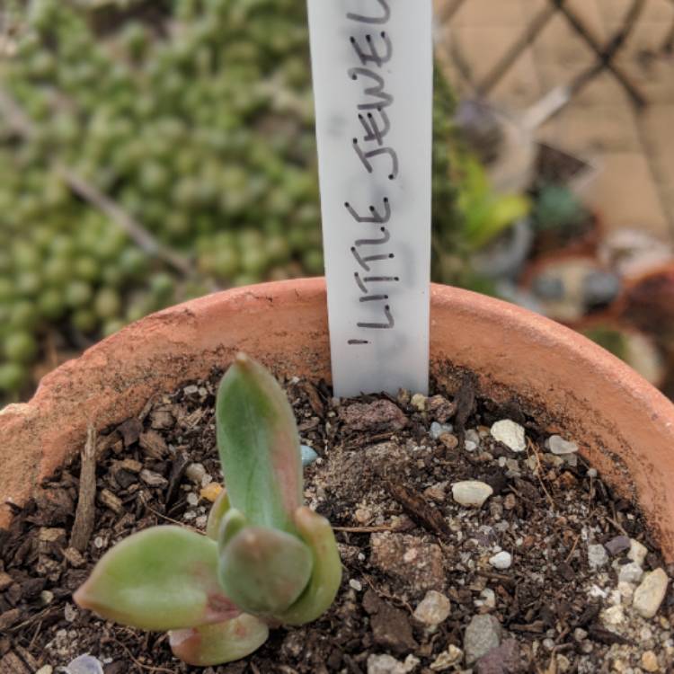 Plant image x Pachyveria glauca 'Little Jewel'