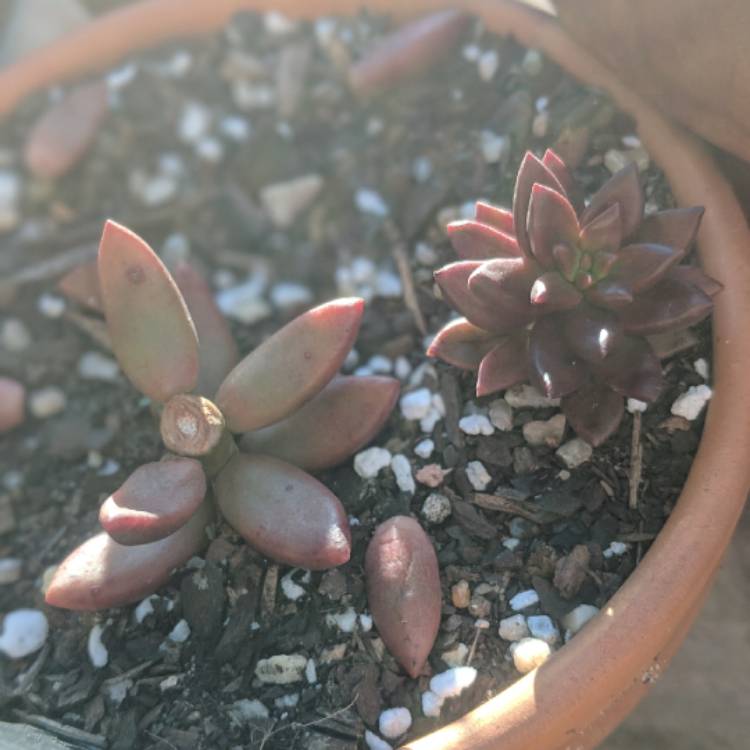 Plant image xSedeveria Jet Beads