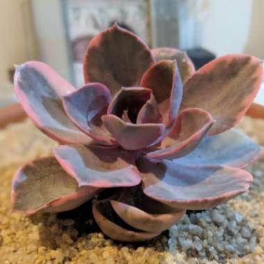 Echeveria Perle Von Nurnburg Variegata