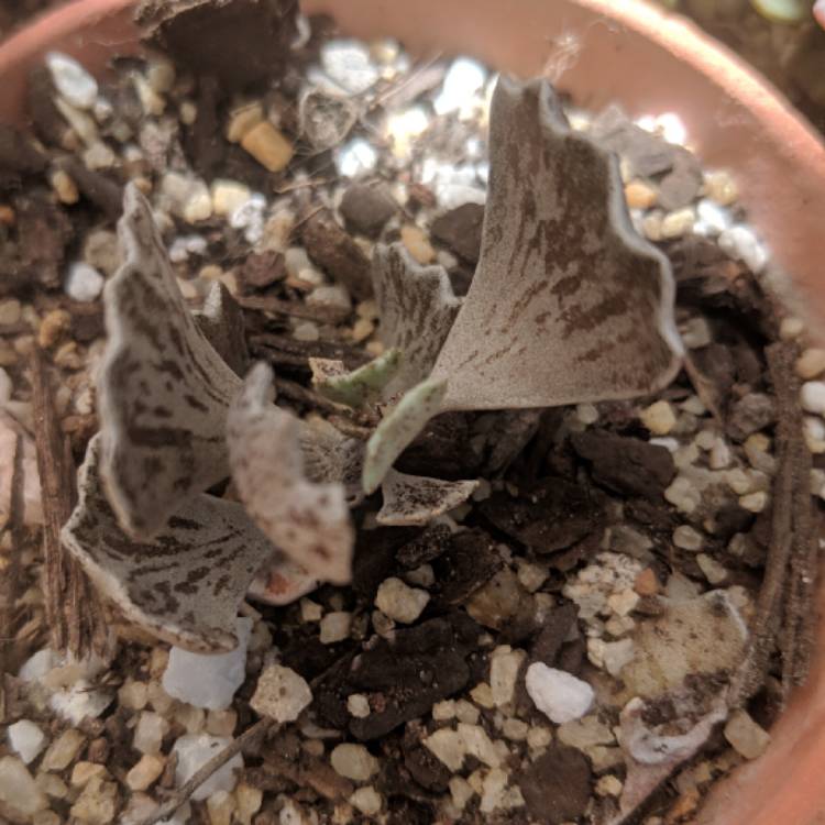 Plant image Kalanchoe rhombopilosa var. rhombopilosa