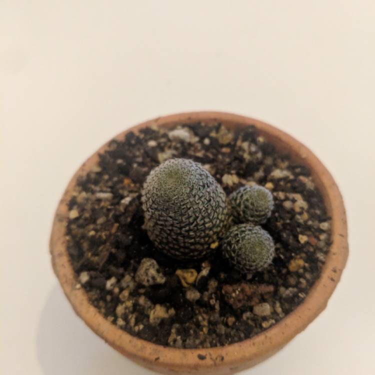 Plant image Rebutia heliosa syn. Aylostera heliosa