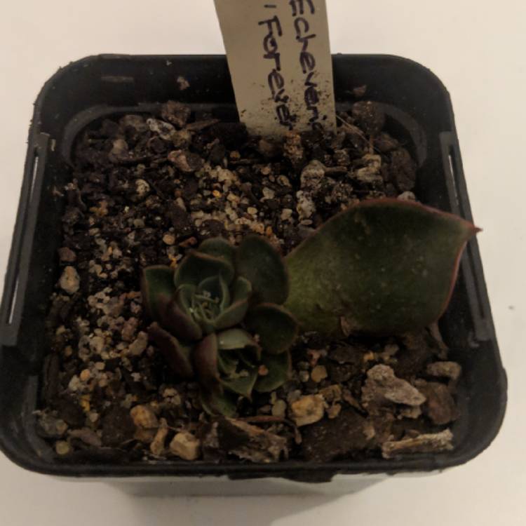 Plant image Echeveria Forever