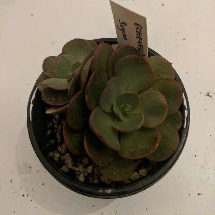 Plant image Echeveria Suyon