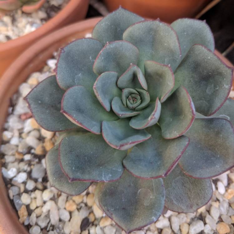 plant image 943537